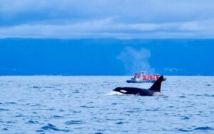 Quand voir des orques et des baleines aux Açores ?