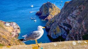 Observation des oiseaux sur l'archipel de Berlengas